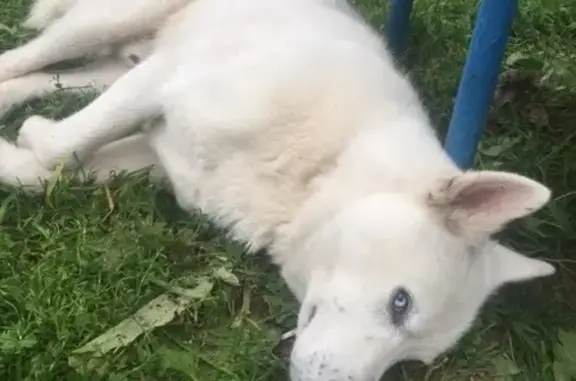 Найдена собака в Краснозаводске