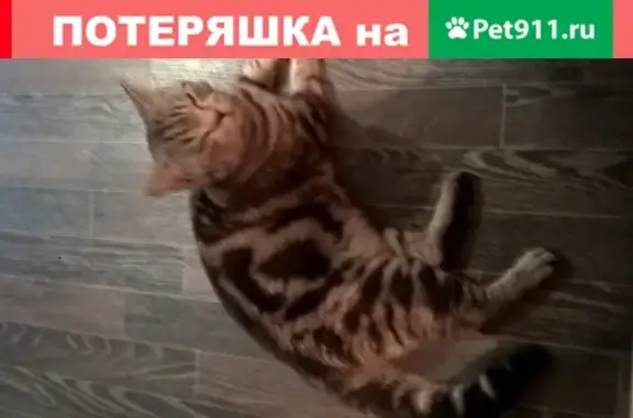 Потерялся кот в Новокузнецке