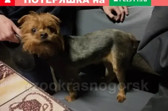 Найдена йоркшерская собака в Павшино, ищем хозяев