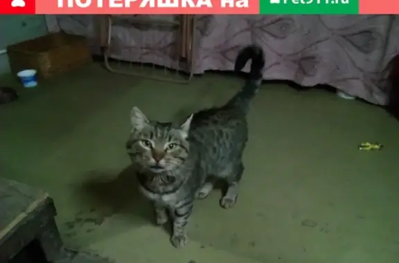 Пропал кот Тима в поселке Горького, Магнитогорск