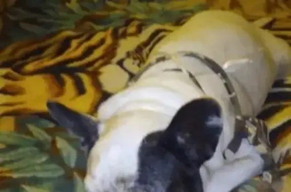 Найдена собака в Чите, р-н Центральный, с особыми приметами