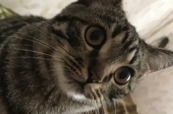 Кошки потеряшки, Ижевск, фото: Потеряшка кошка на ул. Кунгурцева 31 [Ижевск]