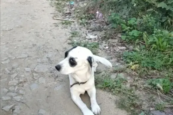 Найдена белая мелкая собака в Екатеринбурге