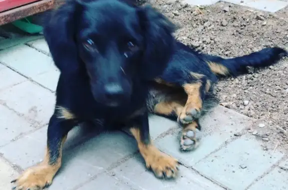 Найдена раненая собака на ул. Садовая, Шахты