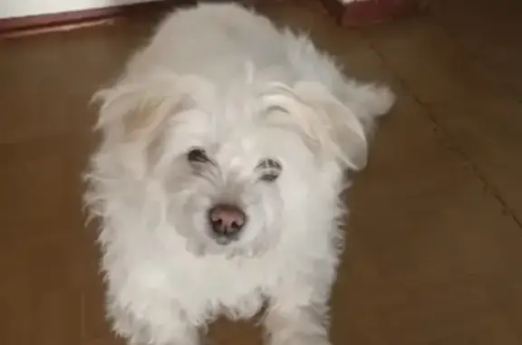 Пропала собака в деревне Чёрная Речка, белая болонка БЕЛКА!