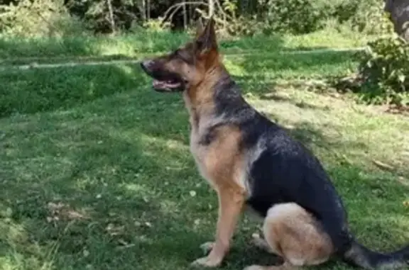 Найдена собака в СНТ близ д.Строково, ищем хозяев