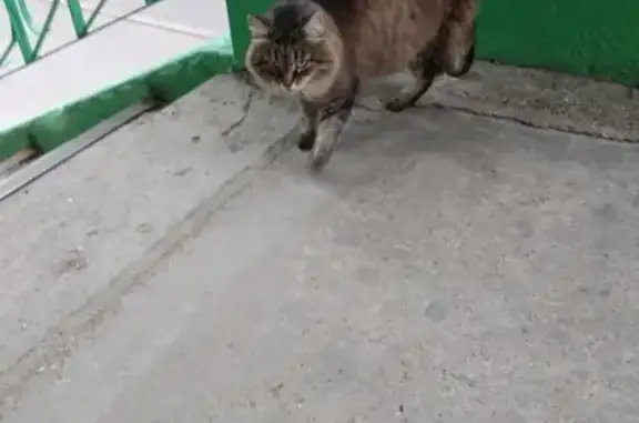 Найдена кошка на ул. Гагарина 40 в Уфе