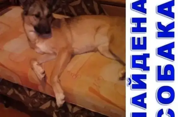 Найдена собака Ирина ищет дом в Кургане