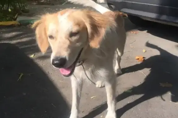 Найдена собака в Новороссийске, ищем хозяина