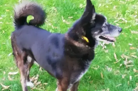 Найдена собака, Москва, фото: Собака Кабель на Волгоградском проспекте, 11