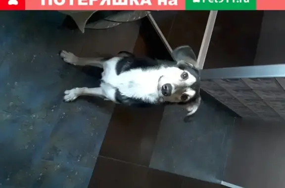 Найдена собака в районе Ленинского и Вернадского проспектов, ищем хозяина.