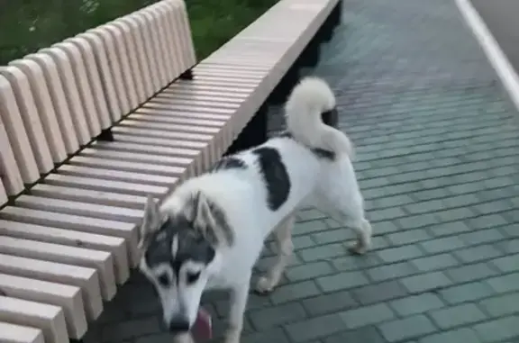 Найдена собака Хаски с лайкой в Казани
