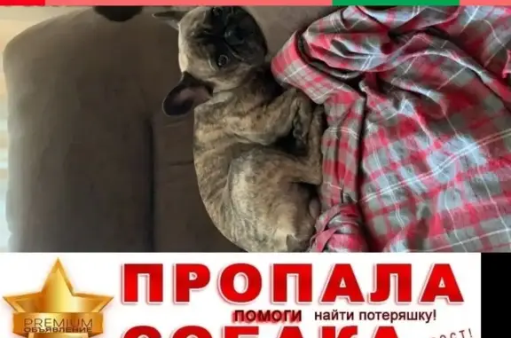 Пропала собака в Тольятти на полуострове Копылова