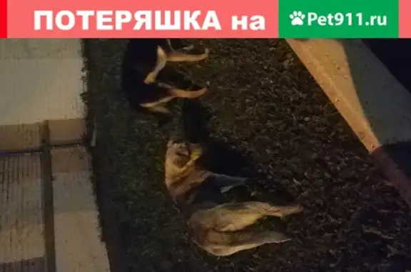 Собака в ошейнике найдена в Москве