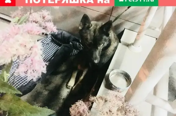 Собачка найдена возле метро Бунинская Аллея Москва