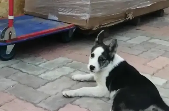 Найден щенок в Ярославле на Кавказской улице