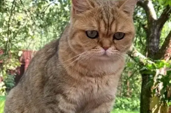 Пропала кошка Фаня в Марушкинском поселении, Москва