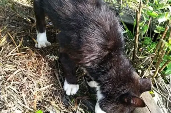 Найден худой кот в деревне Исаково, Владимирская область