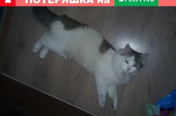Найдена кошка на пр. Октября 11, Уфа