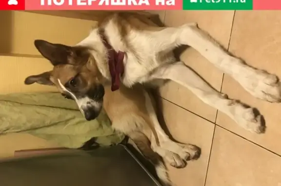 Собака Мальчик найдена в Москве, метро Войковская