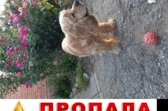 Объявления о пропавших и найденных животных, Кореновск, фото: Пропала собака в Кореновске, Россия