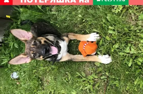 Пропала собака Джина на Вишнёвой улице в Балашихе