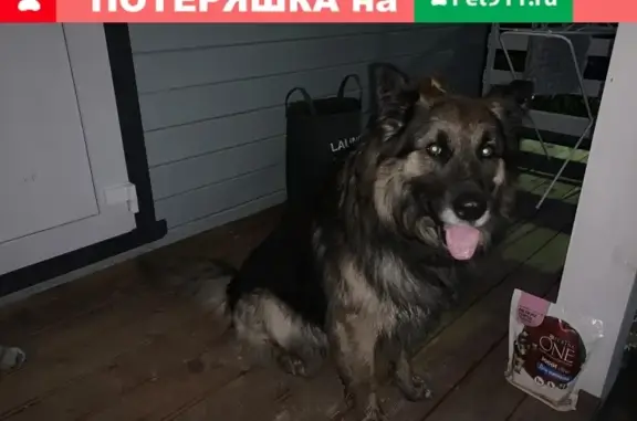 Найдена собака в деревне Пятница без адресника и телефона