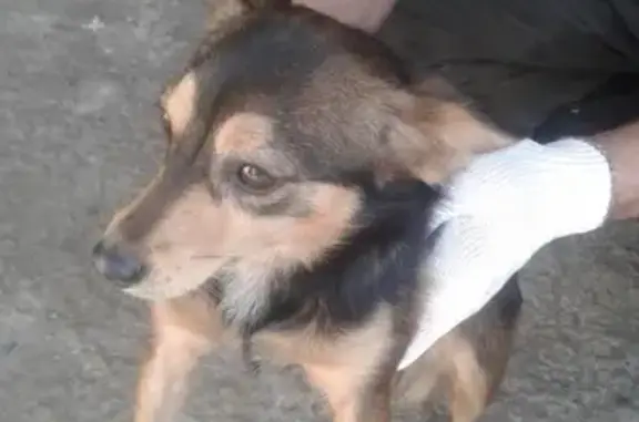Собака на улице Сойфера, 14 в Туле