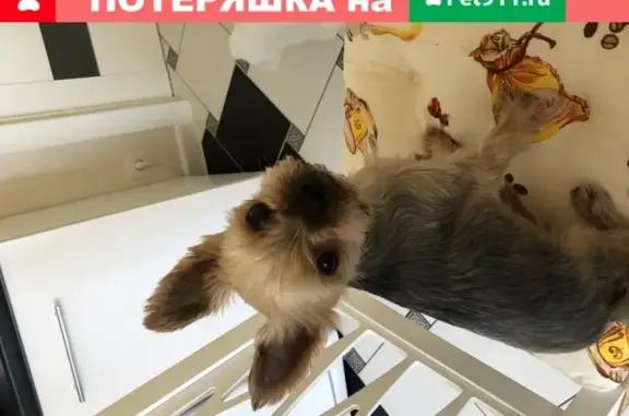 Собаки потеряшки, Кострома, фото: Потеряшка йоркширский терьер на Лесной улице, 2.
