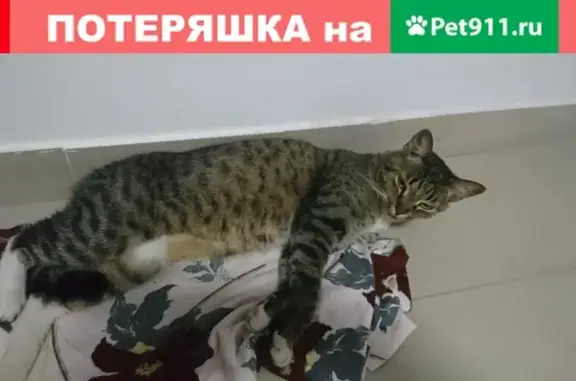 Потерянные животные Москва, фото: Пропала и найдена кошка в Немчиновке, Москва.