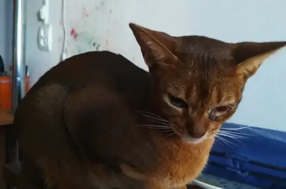 Найден Абиссинский кот с поврежденным глазом на Берёзовской, Нижний Новгород