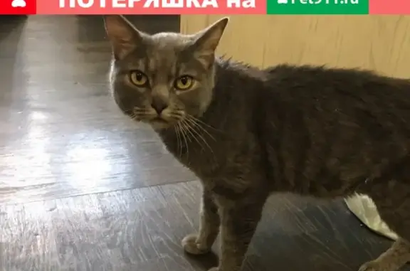 Найден серый кот на ул. Перерва, Москва