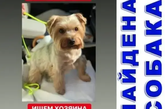 Найден пёс на ул. Доватора, Хамовники, Москва