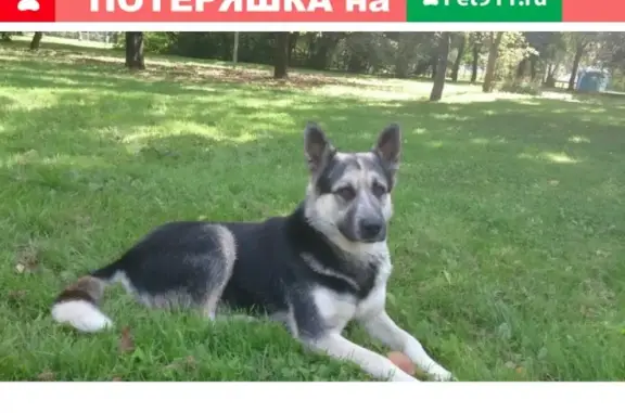 Найдена собака Овчарка в Бицевском парке на Сумском проезде