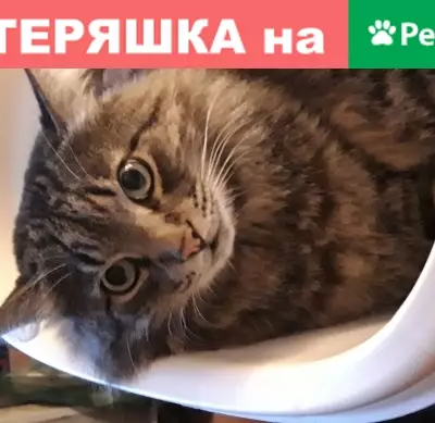 Кошки потеряшки, Москва, фото: Потеряшка кошка Скай на ул. Ставропольская 7Б