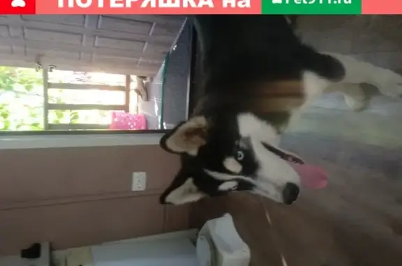 Найдена собака, Москва, фото: Найден щенок хаски в поселении Абабурово, Москва