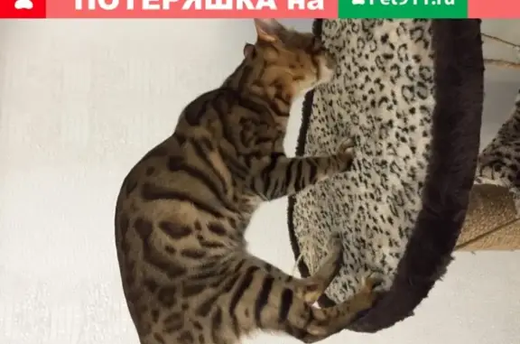 Пропал бенгальский котик в Абакане: вознаграждение!