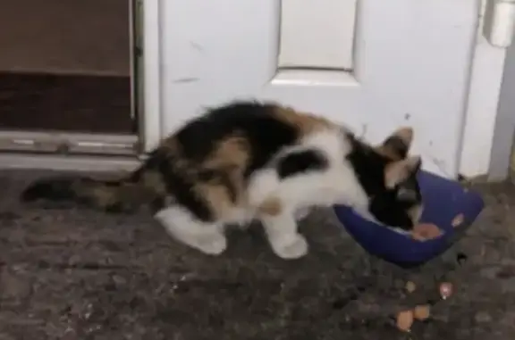 Найдена трехцветная кошка на улице Асеева в Курске