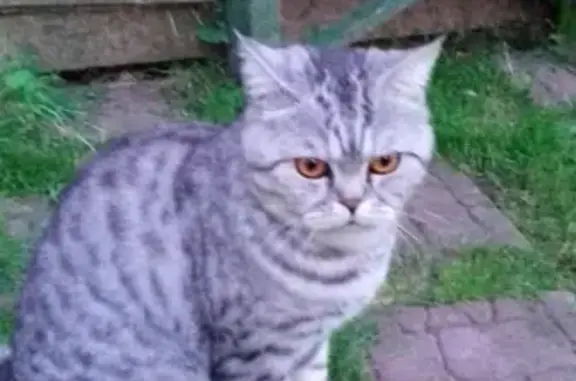 Найден британский кот в Красногорске