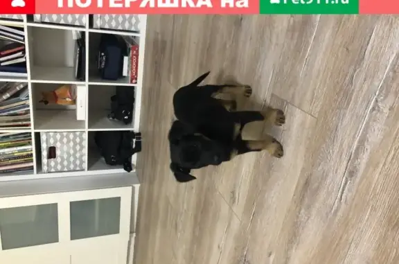 Найден щенок на ул. Крупской, Уфа