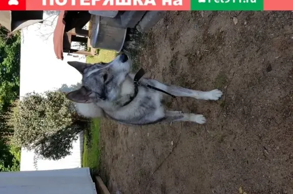 Собака Лайка найдена в Пешковском поселении.