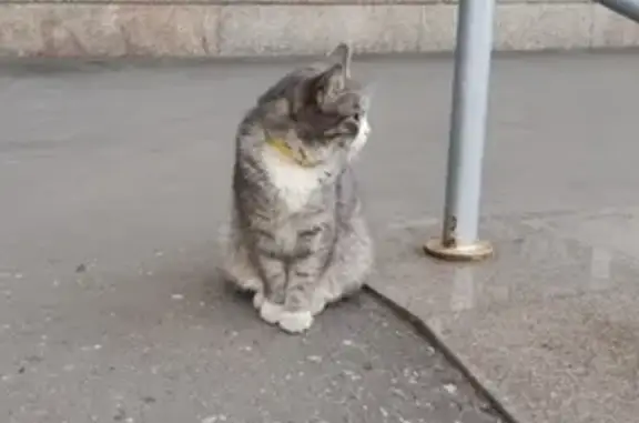 Кот найден у магазина BILLA, Москва