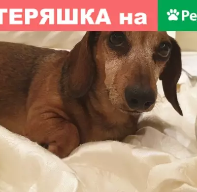 Собаки потеряшки, Москва, фото: Потеряшка кроличья такса в районе ВДНХ