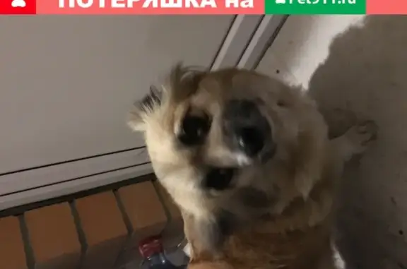 Найдена собака, Москва, фото: Собака найдена возле поликлиники в посёлке Совхоза имени Ленина