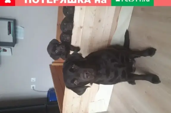 Пропала собака Перси в деревне Жостово, Московская область