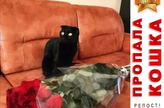Пропала чёрная кошка Муха в пос. АМЗ (Челябинск)