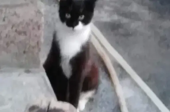 Пропала кошка Геша Генка на ул. Токарева, Новочеркасск