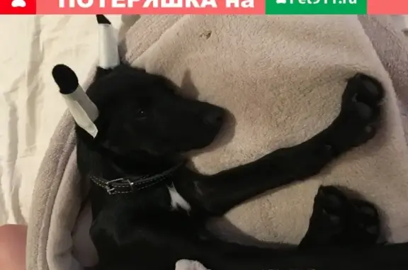 Собаки потеряшки, Москва, фото: Потеряшка собака на Чертановской, 30к4