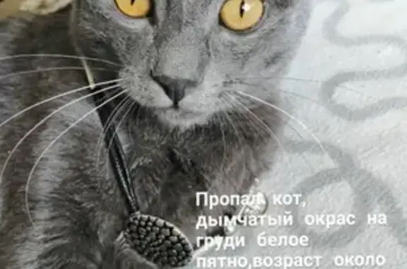 Пропала кошка Том, Хабаровск, ул. Кирова 19А