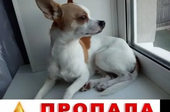 Пропала собака в Гурьевске, помогите найти!